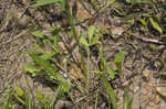 Pinnate prairie coneflower